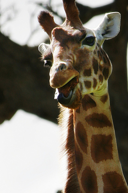 Giraffe positive mental attitude